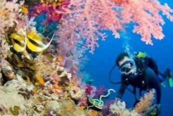 Удивительные подводные пейзажи в дайвинге на Кубе и в Турции