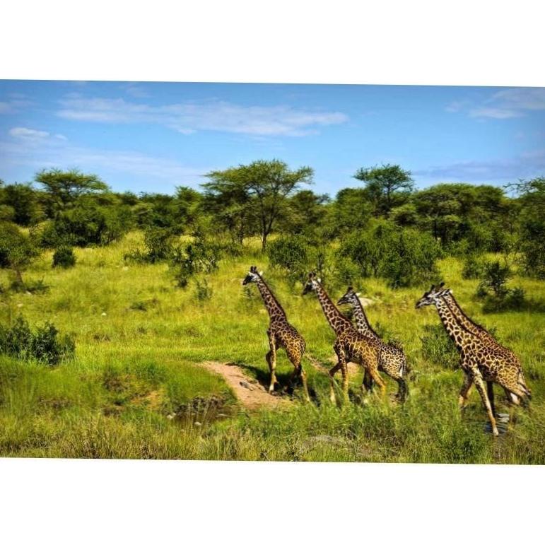  Впечатляющий сафари тур в экзотическую Африку 